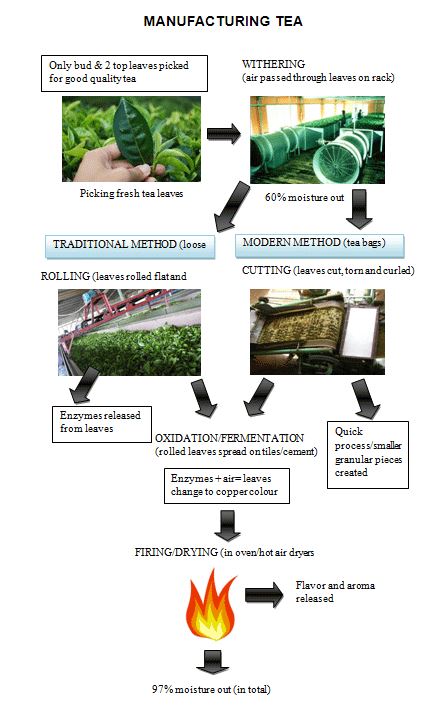 processes for manufacturing black tea